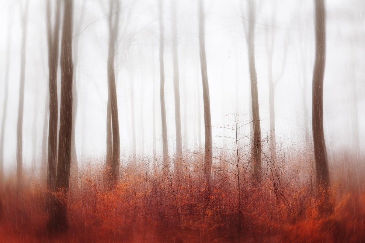 Attēls Endless Woods