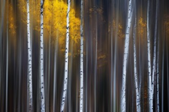 Slika Curtain of Fall