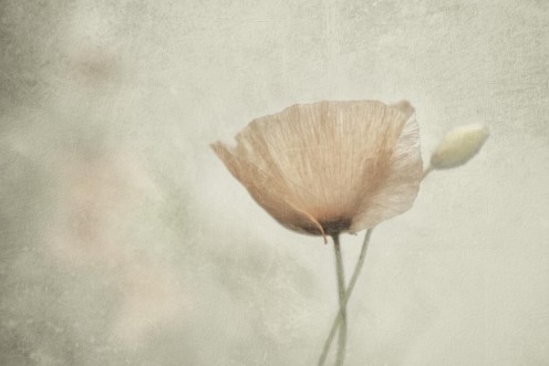 Picture of Jewel of nature