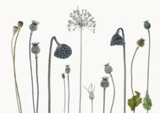 Slika Seed heads