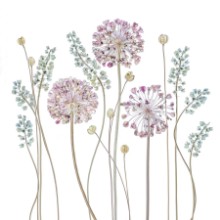 Picture of Allium