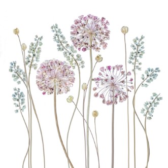 Image de Allium