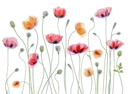 Image de Papaver pary