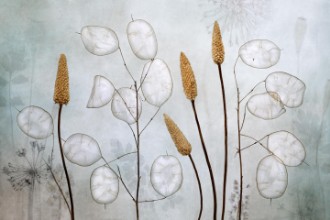 Picture of Lunaria