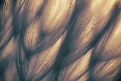 Picture of Soft seed