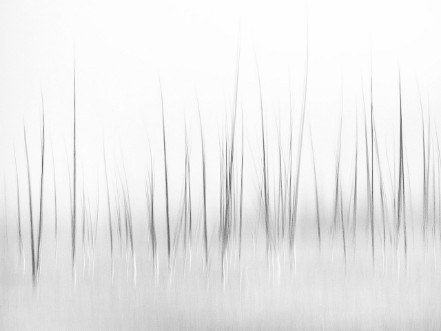 Picture of Wintry scenery in Yellowstone