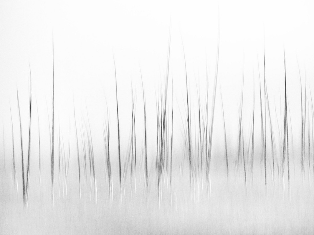 Picture of Wintry scenery in Yellowstone