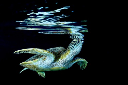 Afbeeldingen van Surface