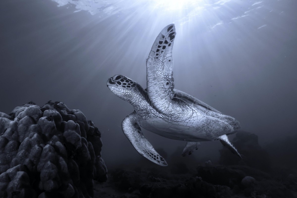 Image de On the reef