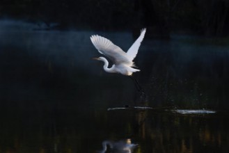 Bild von Tranquil