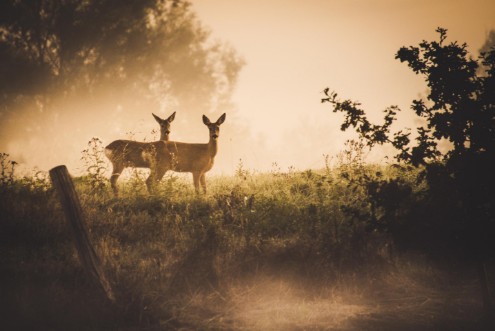 Afbeeldingen van Under Observation