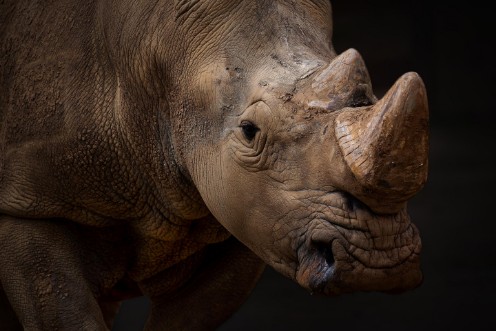 Picture of Bulldozer