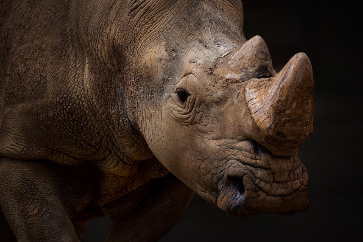 Picture of Bulldozer