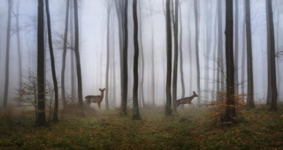Image de Oh deer