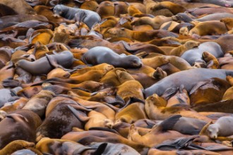 Slika Sea of lions