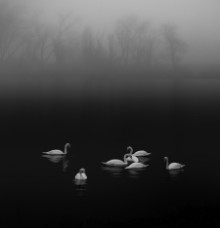 Slika Swan lake foggy morning