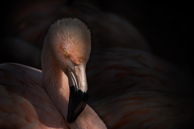 Picture of Flamingo