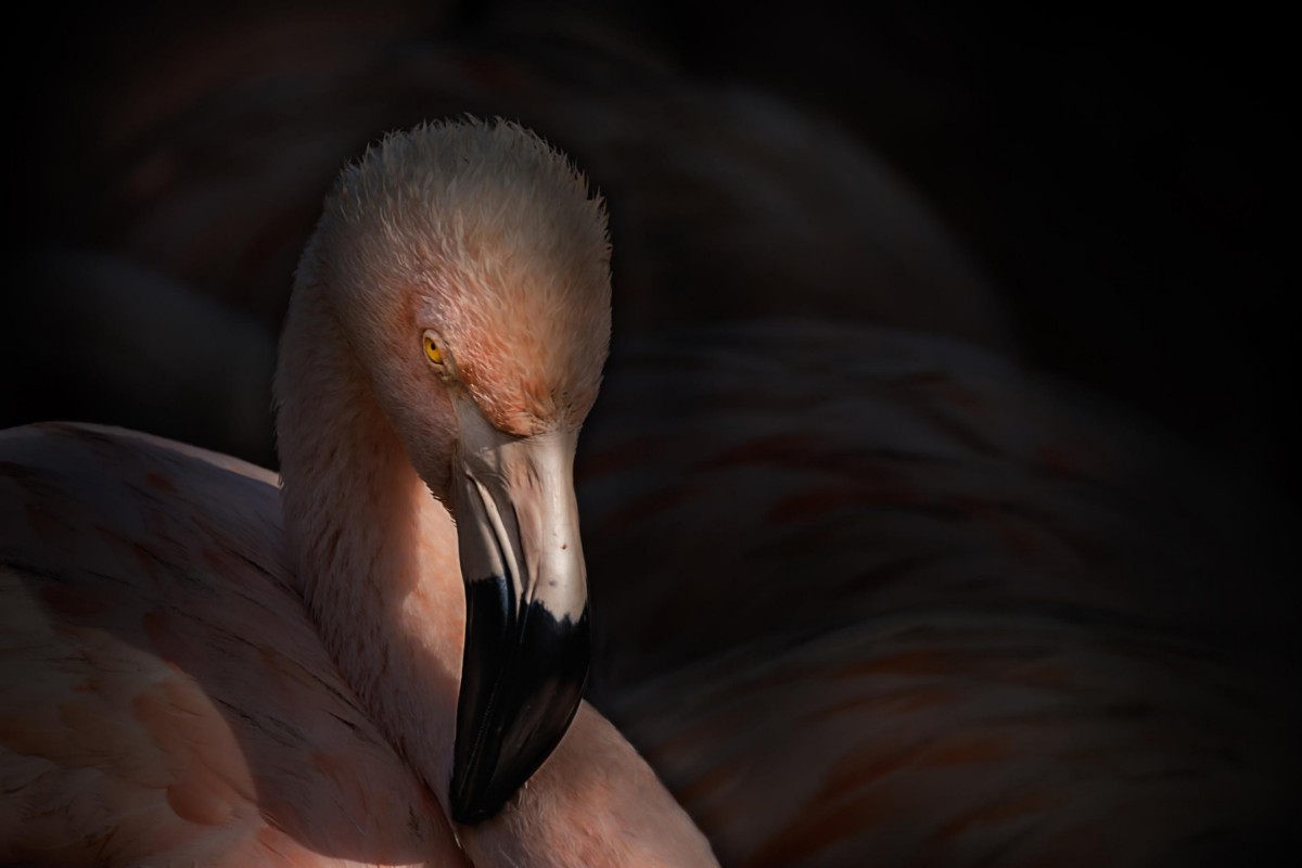 Picture of Flamingo