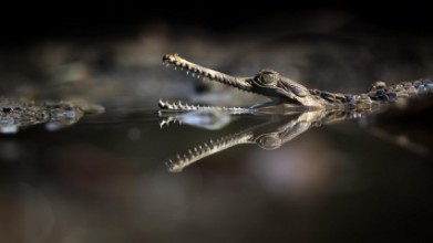 Attēls Exotic Reflection of Sinyulong