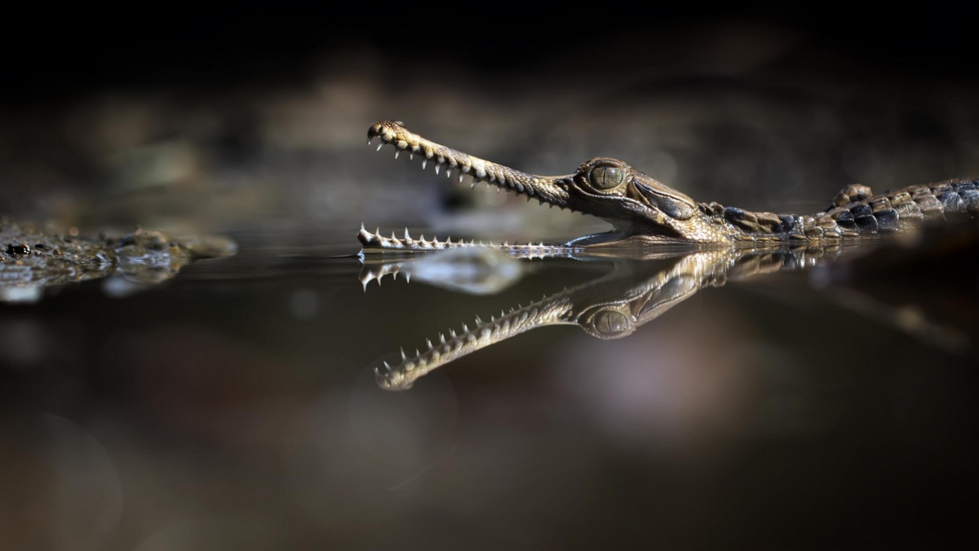 Picture of Exotic Reflection of Sinyulong