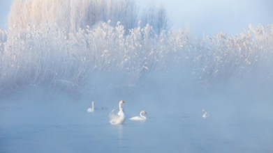 Swans in winter paveikslėlis