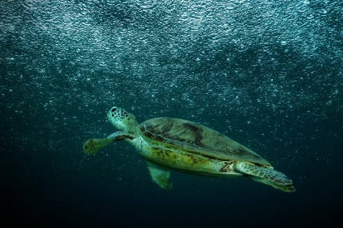 Afbeeldingen van Rain
