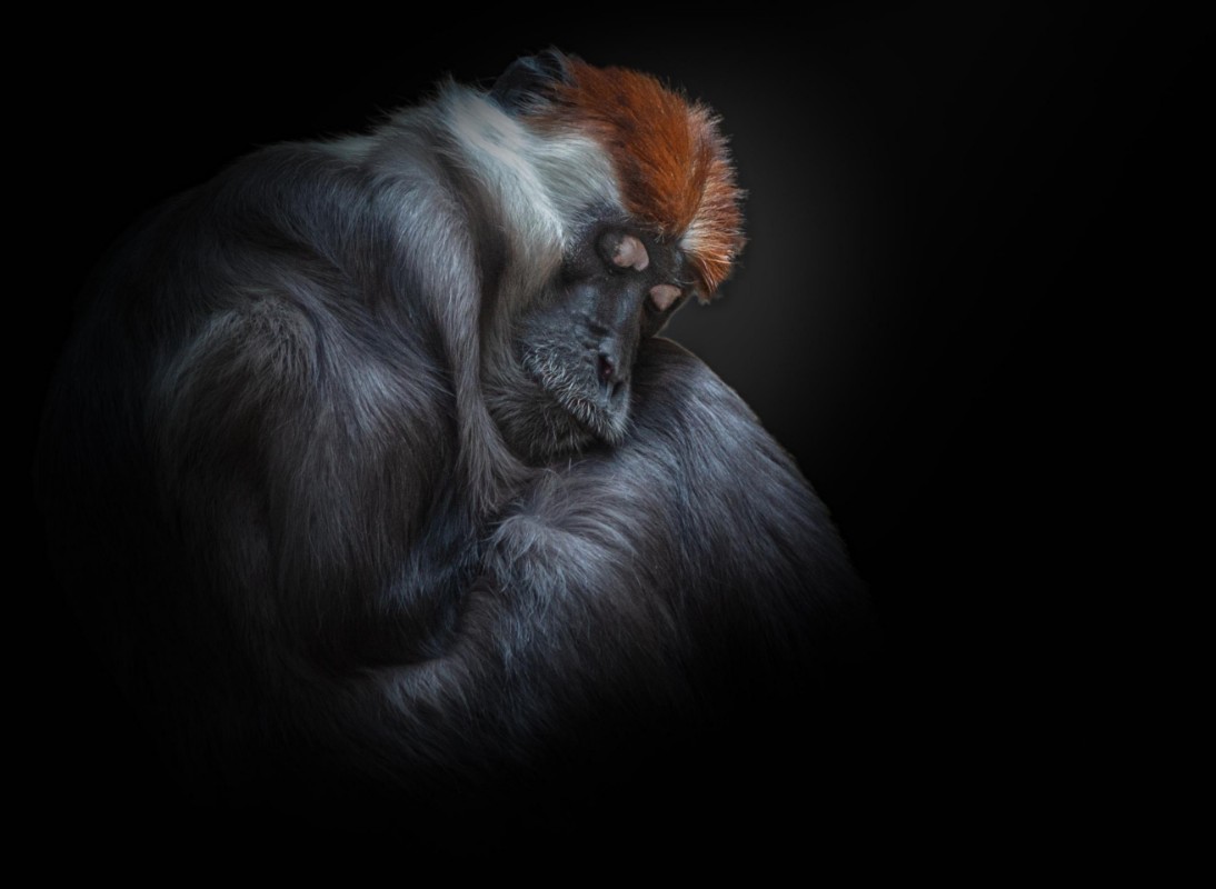 Picture of Sleeping beauty