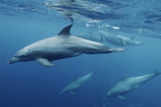 Bild von Blueplanet