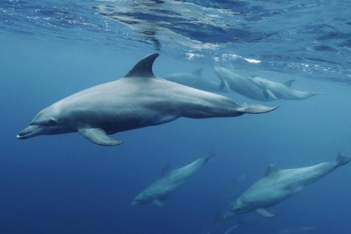 Picture of Blueplanet