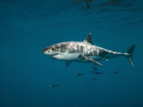 Image de Great white shark