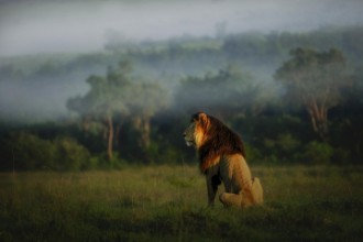 Obrazek Old Lion
