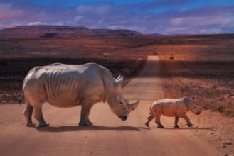 Slika RhinosCrossing