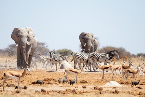 Picture of Give Way to the Heavyweights