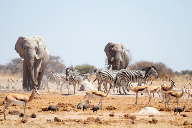 Image de Give Way to the Heavyweights