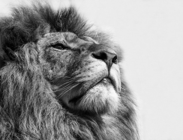 Afbeeldingen van The king