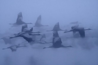 Image de Cranes in the fog