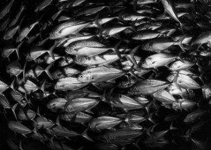 Attēls Silver wall