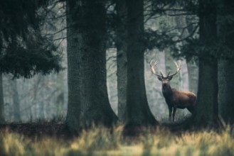 King of the forest paveikslėlis