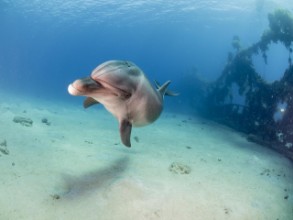 Obrázek Dolphin
