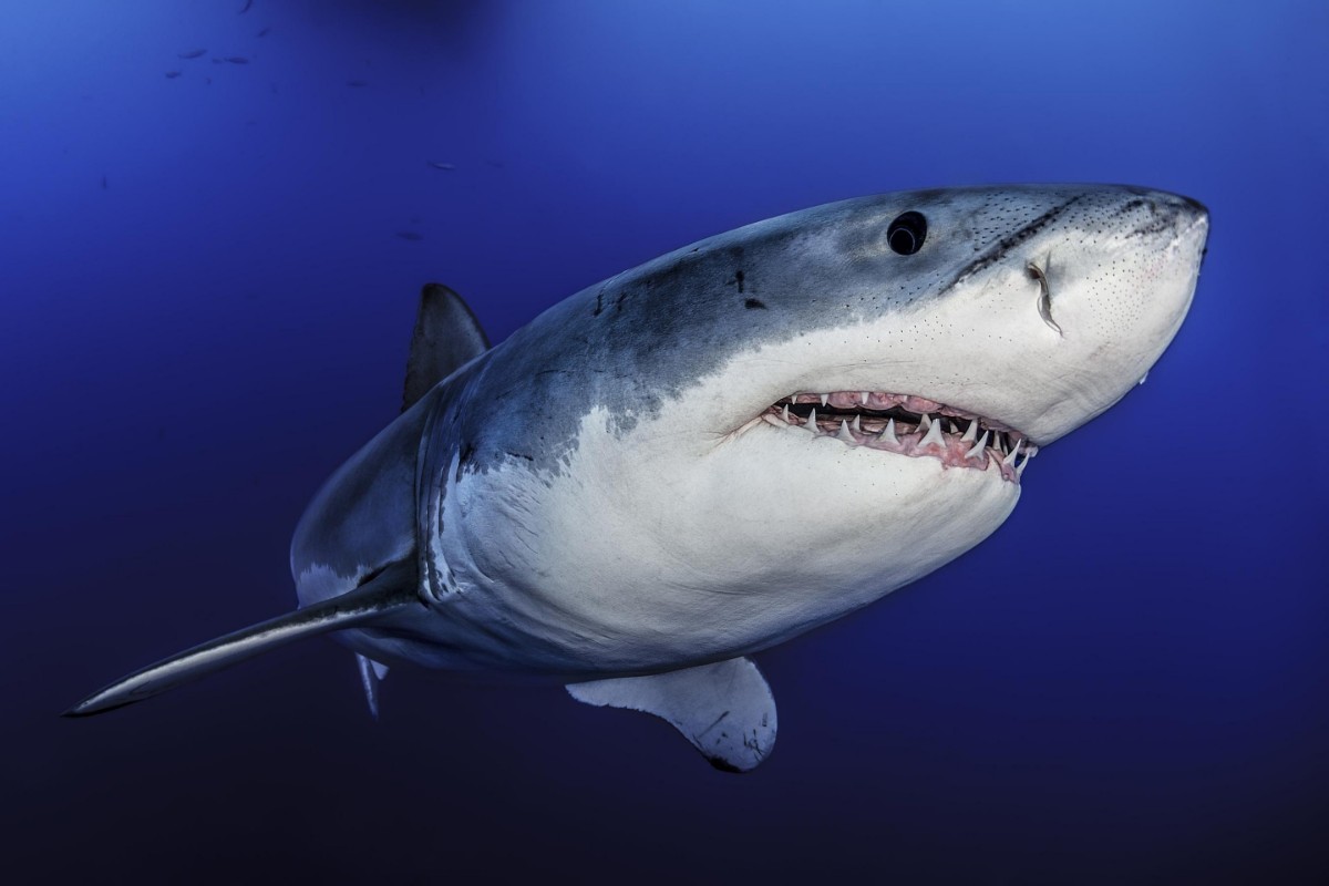 Picture of Face to face