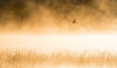 Attēls Morning Flight