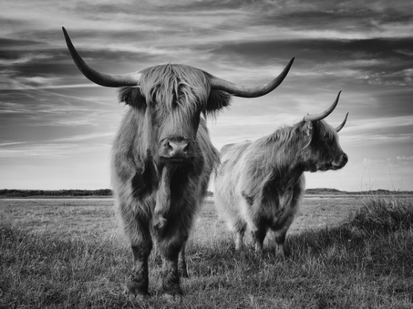 Bild på I am the boss