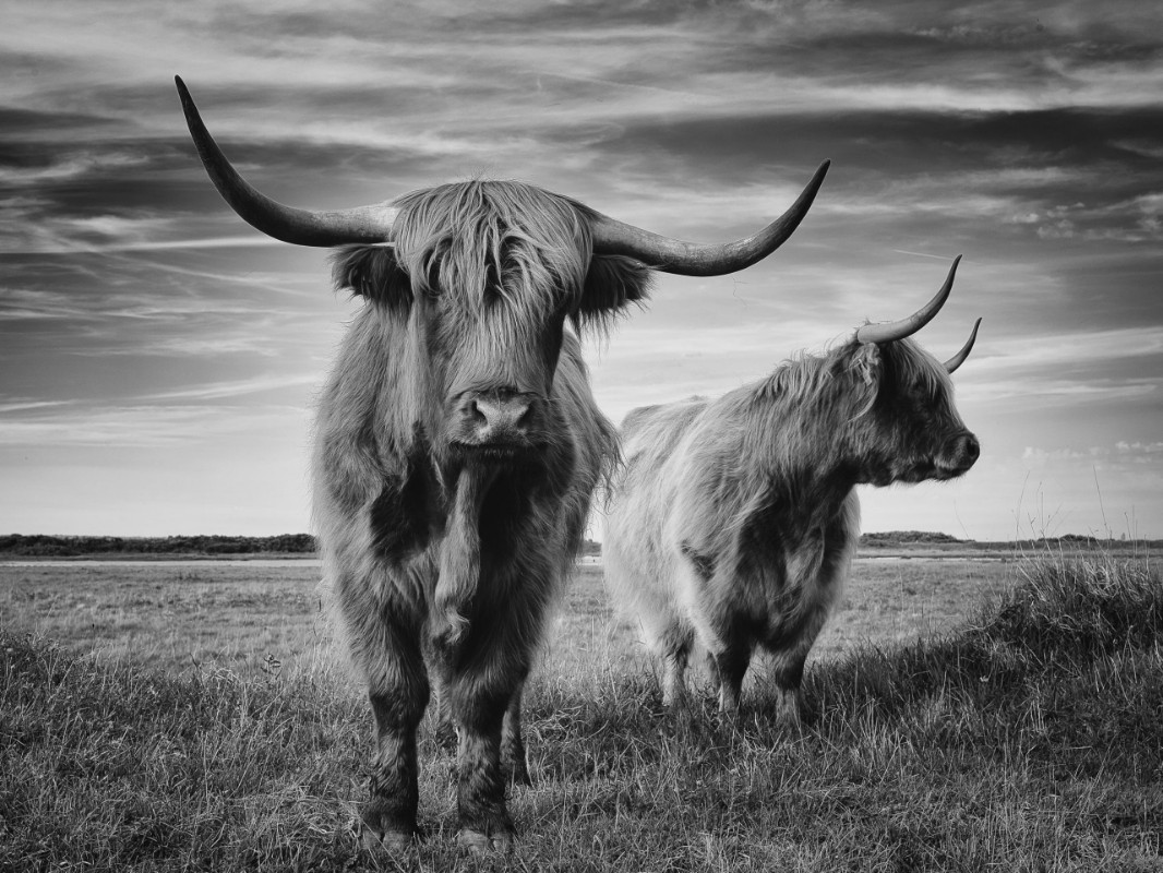 Image de I am the boss