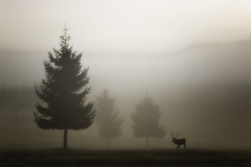 Picture of Looking for Love