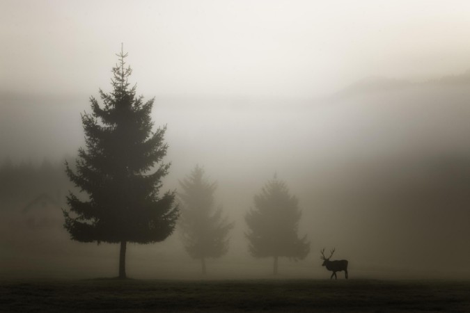 Picture of Looking for Love