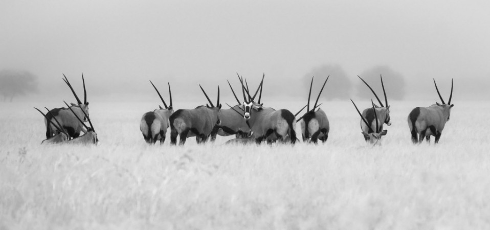 Picture of Oryx in the rain