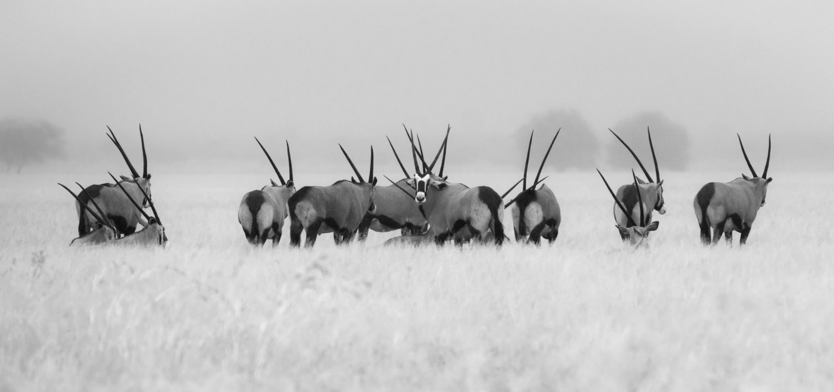 Picture of Oryx in the rain