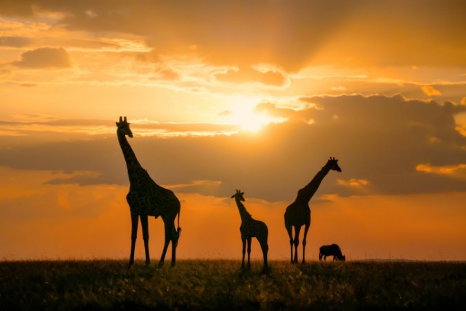 Picture of Golden Africa