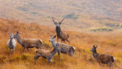 Pilt The guardian of the moorland