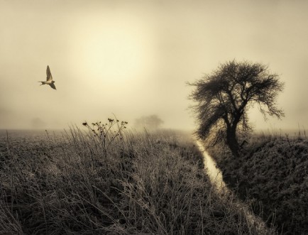 Picture of Morning mood